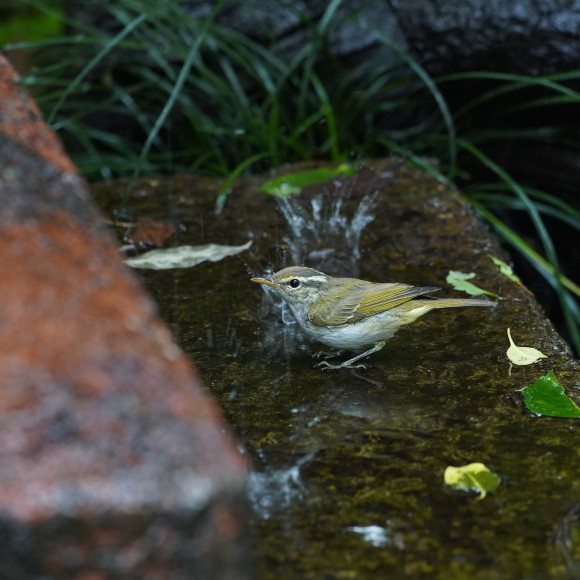 お山の水場のセンダイムシクイ Ⅱ GGY_d0346713_21220334.jpg