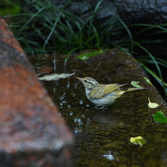 お山の水場のセンダイムシクイ Ⅱ GGY_d0346713_21221510.jpg