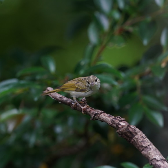 お山の水場のセンダイムシクイ Ⅱ GGY_d0346713_21222473.jpg