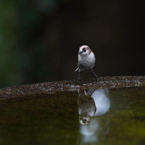 お山の水場のエナガジュニア GGY_d0346713_22161376.jpg