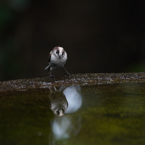 お山の水場のエナガジュニア GGY_d0346713_22162434.jpg