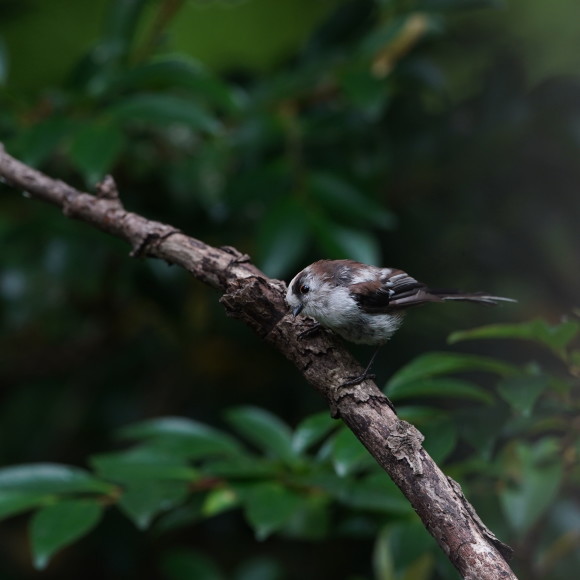 お山の水場のエナガジュニア GGY_d0346713_22164374.jpg