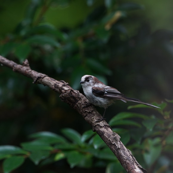 お山の水場のエナガジュニア GGY_d0346713_22165531.jpg