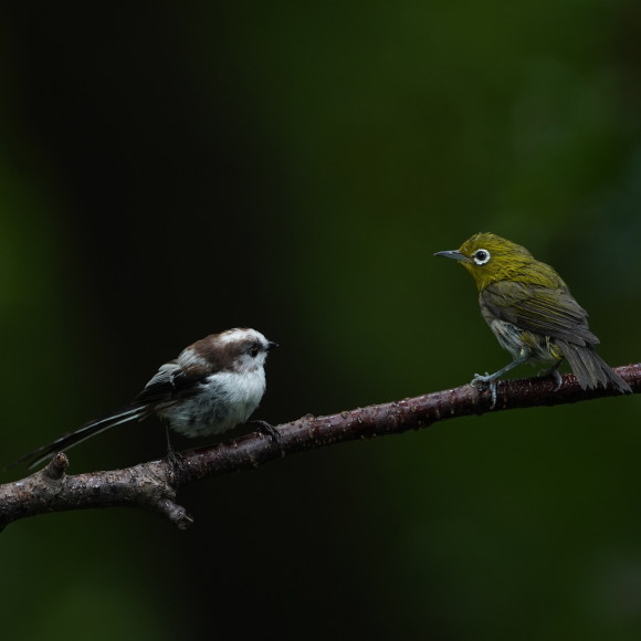 お山の水場のエナガジュニア GGY_d0346713_22170577.jpg