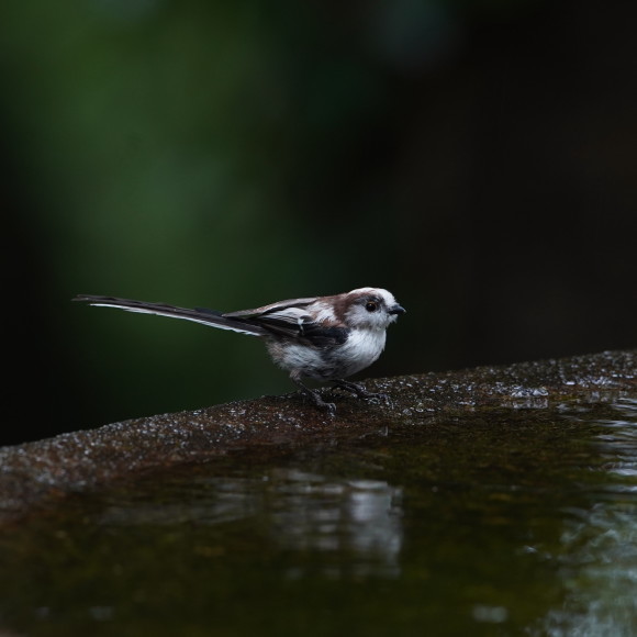 お山の水場のエナガジュニア GGY_d0346713_22171790.jpg