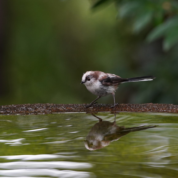 お山の水場のエナガジュニア GGY_d0346713_22172913.jpg