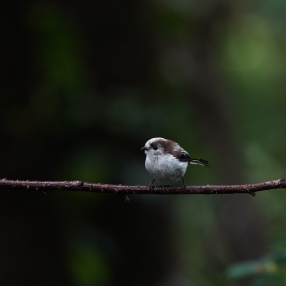 お山の水場のエナガジュニア GGY_d0346713_22173977.jpg