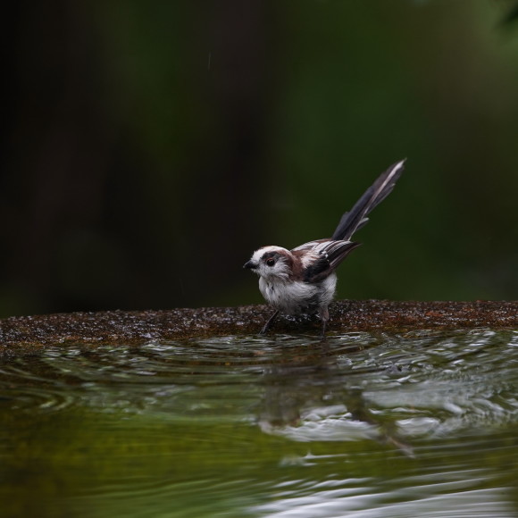 お山の水場のエナガジュニア GGY_d0346713_22181098.jpg