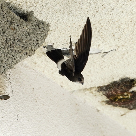 初見初撮りのヒメアマツバメ OHG_d0346713_20224981.jpg