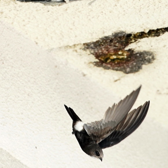 初見初撮りのヒメアマツバメ OHG_d0346713_20230161.jpg