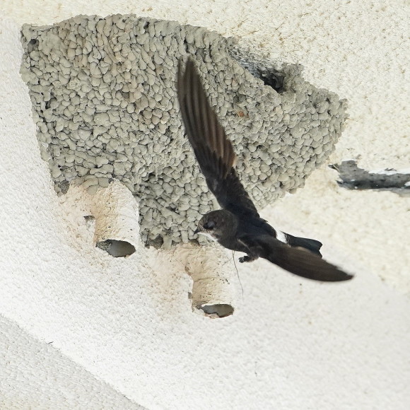 初見初撮りのヒメアマツバメ OHG_d0346713_20232711.jpg