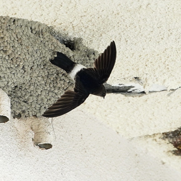 初見初撮りのヒメアマツバメ OHG_d0346713_20233851.jpg