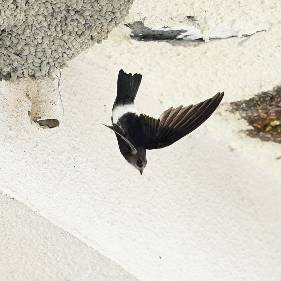 初見初撮りのヒメアマツバメ OHG_d0346713_20234897.jpg