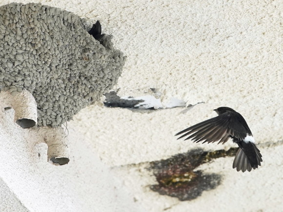 初見初撮りのヒメアマツバメ OHG_d0346713_20240234.jpg