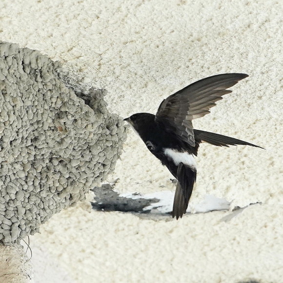 初見初撮りのヒメアマツバメ OHG_d0346713_20241512.jpg