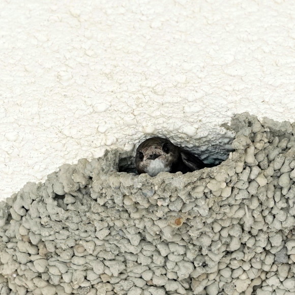 初見初撮りのヒメアマツバメ OHG_d0346713_20243737.jpg