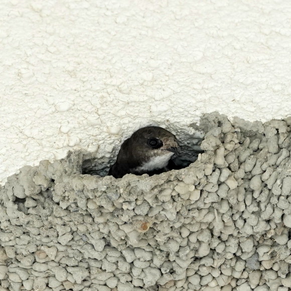 初見初撮りのヒメアマツバメ OHG_d0346713_20245107.jpg