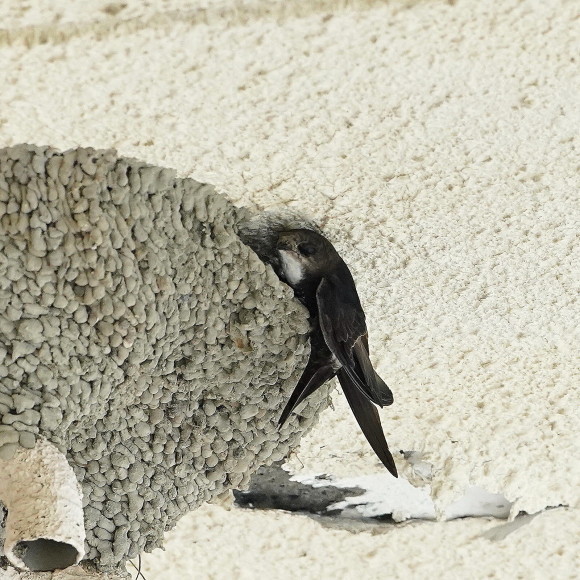 初見初撮りのヒメアマツバメ Ⅱ OHG_d0346713_21133723.jpg