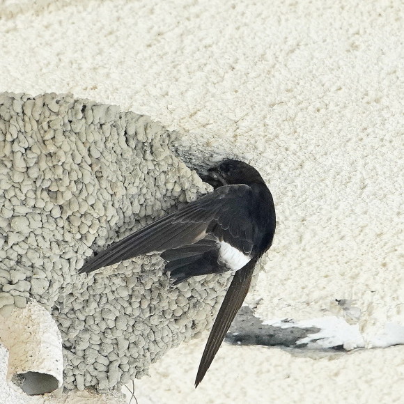 初見初撮りのヒメアマツバメ Ⅱ OHG_d0346713_21141180.jpg