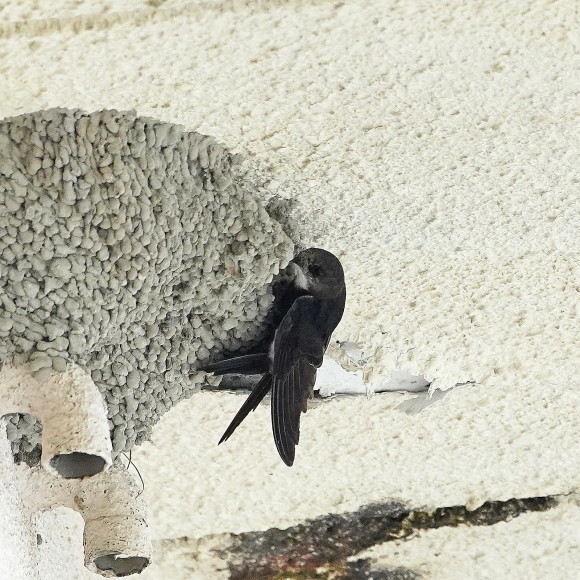 初見初撮りのヒメアマツバメ Ⅱ OHG_d0346713_21150636.jpg