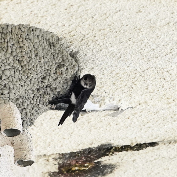 初見初撮りのヒメアマツバメ Ⅱ OHG_d0346713_21151789.jpg