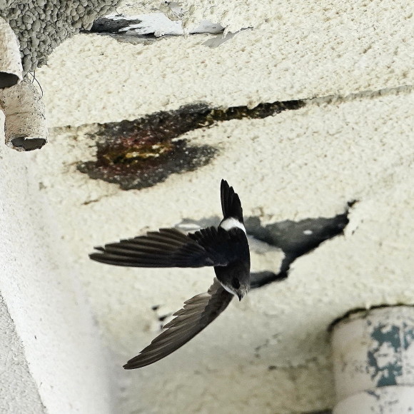 初見初撮りのヒメアマツバメ Ⅱ OHG_d0346713_21153058.jpg