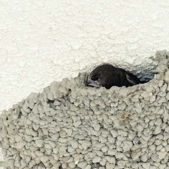 初見初撮りのヒメアマツバメ Ⅱ OHG_d0346713_21154365.jpg