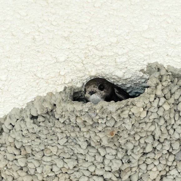 初見初撮りのヒメアマツバメ Ⅱ OHG_d0346713_21155409.jpg