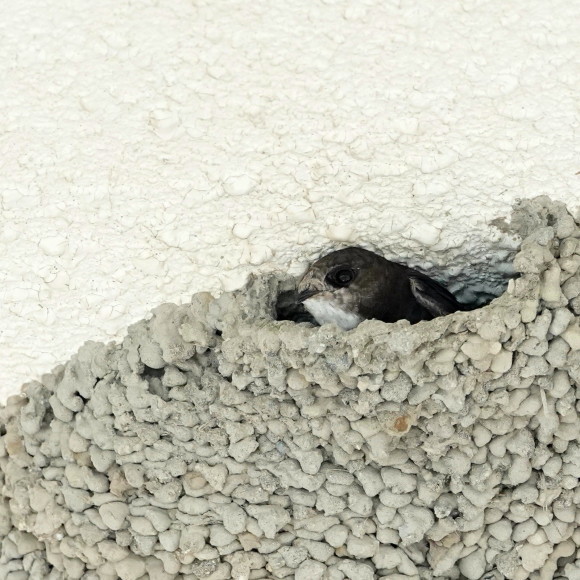 初見初撮りのヒメアマツバメ Ⅱ OHG_d0346713_21160251.jpg