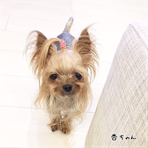 モジャリンピック 参加者ご紹介③_e0248268_01075240.jpg