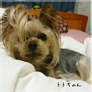 モジャリンピック 参加者ご紹介③_e0248268_01173715.png