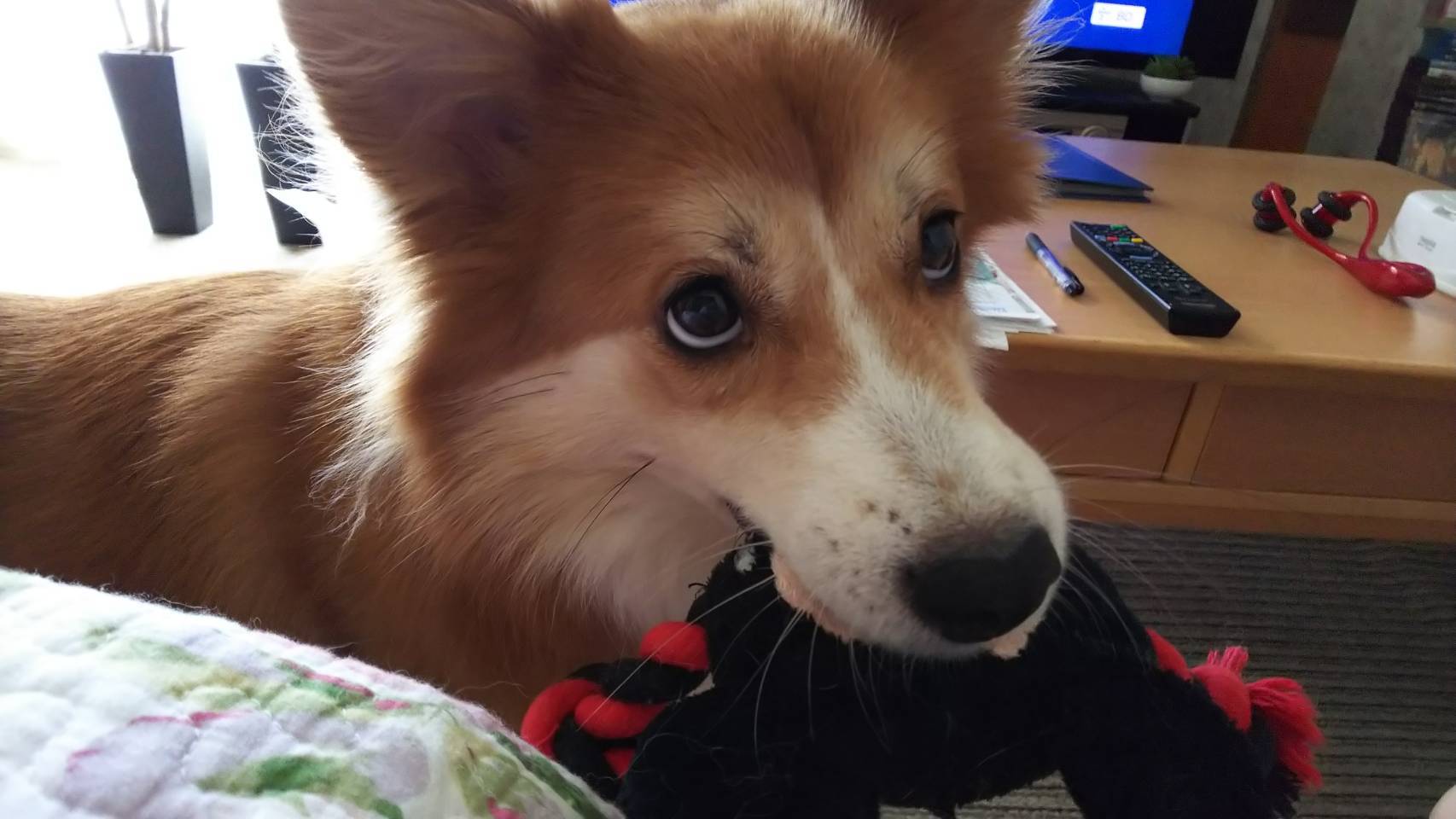 あんず姫 五周年💝_d0183577_18375472.jpg