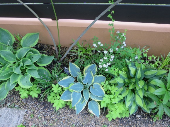 東側花壇 塀の設置から3年_a0076237_08575398.jpg