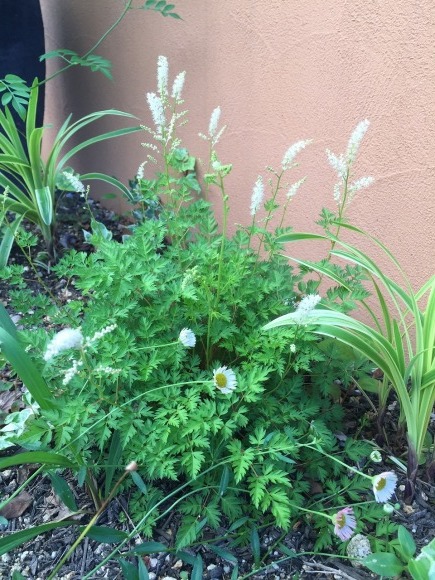 東側花壇 塀の設置から3年_a0076237_08584372.jpg