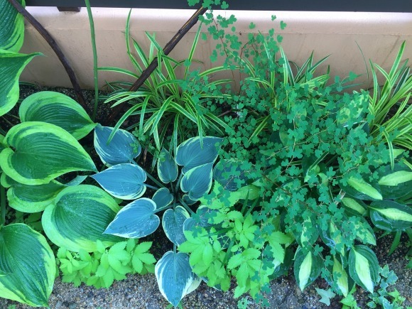 東側花壇 塀の設置から3年_a0076237_09002243.jpg