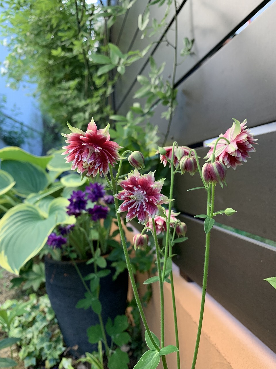 東側花壇 塀の設置から3年_a0076237_09040222.jpg