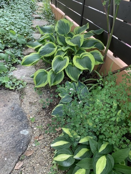 東側花壇 塀の設置から3年_a0076237_09053083.jpg