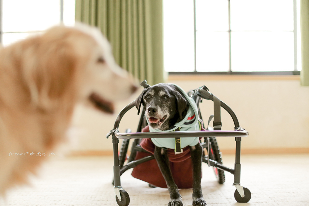 # 愛しい時間が続きますように_b0181125_11325730.jpg