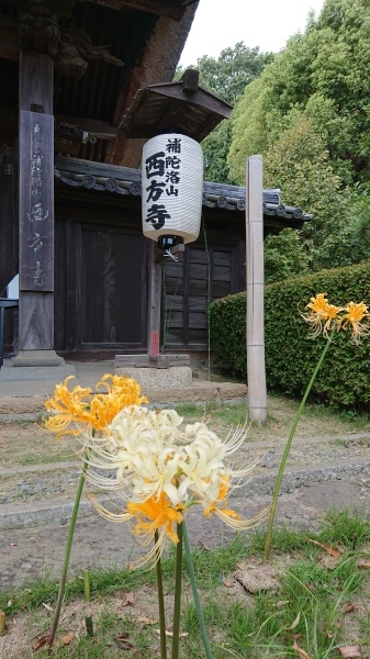 横浜西方寺で曼珠沙華_f0110488_17073544.jpg