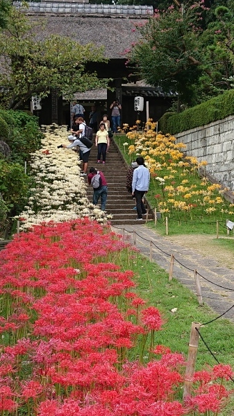 横浜西方寺で曼珠沙華_f0110488_17082445.jpg