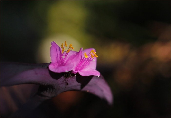 ☆ ムラサキゴテンなど ☆_f0181173_16503473.jpg