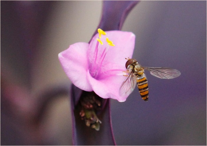 ☆ ムラサキゴテンなど ☆_f0181173_16505460.jpg