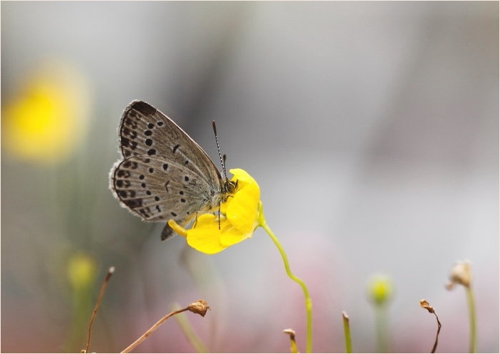 ☆ ムラサキゴテンなど ☆_f0181173_16554536.jpg