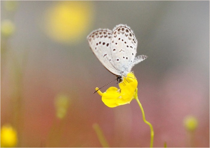 ☆ ムラサキゴテンなど ☆_f0181173_16555476.jpg