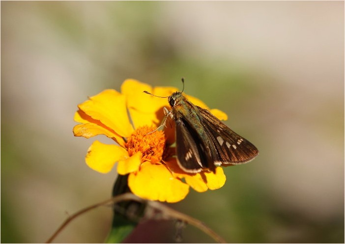 ☆ ムラサキゴテンなど ☆_f0181173_16564904.jpg