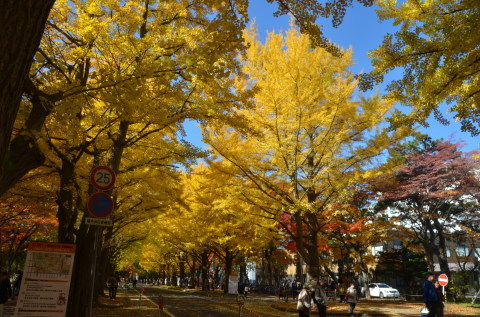 北大の紅葉_c0171406_15552402.jpg