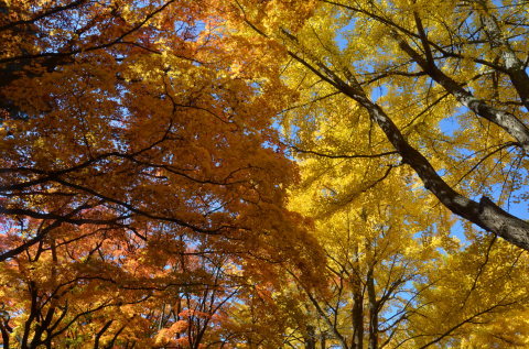 北大の紅葉_c0171406_15555540.jpg