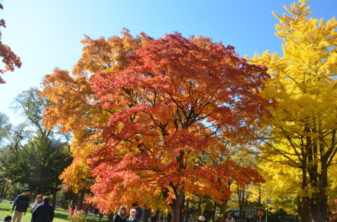 北大の紅葉_c0171406_15561597.jpg