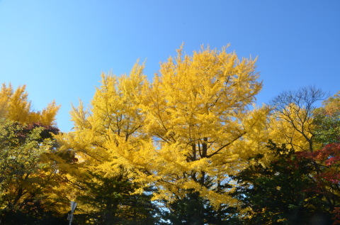 北大の紅葉_c0171406_15563802.jpg
