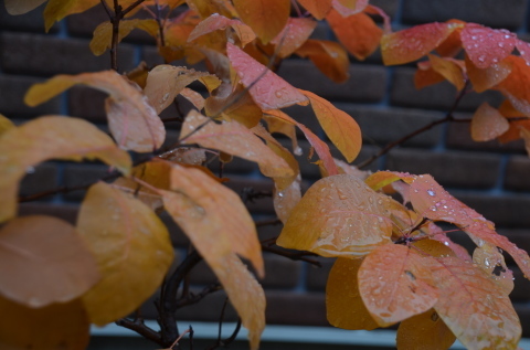 雨ふり 庭の花_c0171406_16121001.jpg